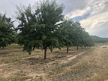 Arboles de amandel Ceitón fishing holidays off grid cottage rental