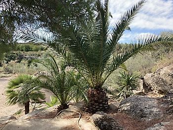 Palm trees Ceitón fishing holidays off grid cottage rental